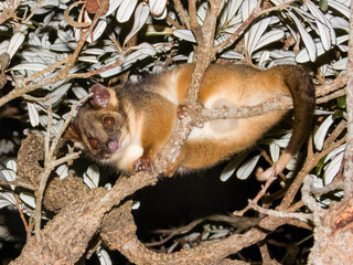Ring-tailed Possum in New South Wales, Australia