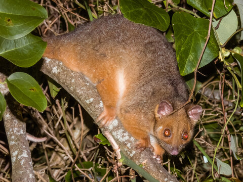Ring-tailed Possum in New South Wales, Australia