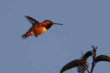 A hummingbird in the sunset light
