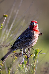 A house finch bird with red head
