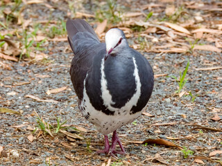 Wonga Pigeon in New South Wales, Australia