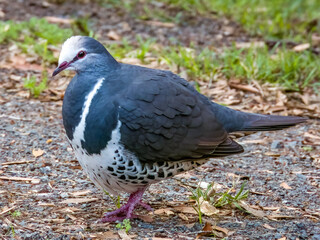 Wonga Pigeon in New South Wales, Australia