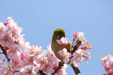 桜の蜜を吸う小鳥