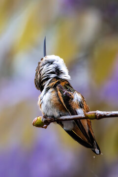 A hummingbird preening feathers with the beak and claw