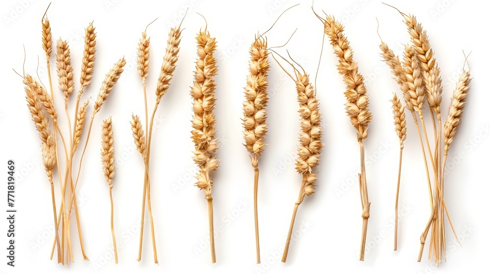 Poster Isolated wheat ears or heads on white background. Package design element with clipping path