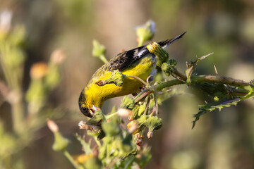 A Lesser Goldfinch bird is eating a dandelion flower