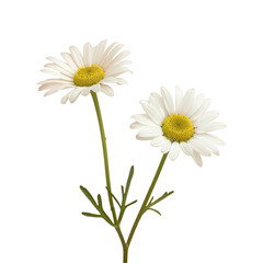 Two daisies with yellow centers on transparent background