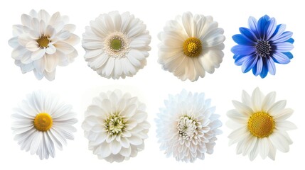 Nine Different Waves of White Flowers on White Background. Daisy, Gerber, Marigold, Osteospermum, Chrysanthemum, Strawflower, Cornflower, Dahlia Flowers Are Presented. - obrazy, fototapety, plakaty