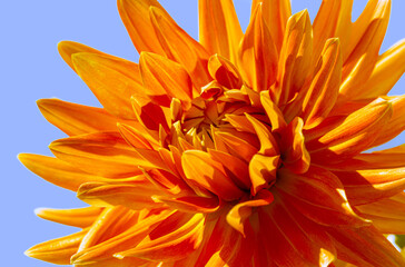 Orange Dahlia Flower Macro, Sunlit, Isolated on Blue Sky, Detailed Closeup, Dramatic Cheerful Vibrant Vivid