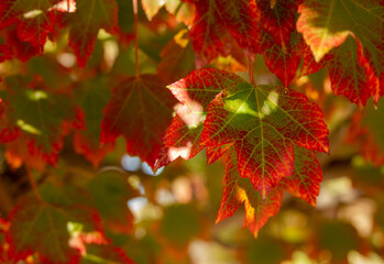 Fall Maple Leaves Closeup, Tartarian Maple, Acer Tartaricum, Red and Green, Bokeh, Christmas Colors