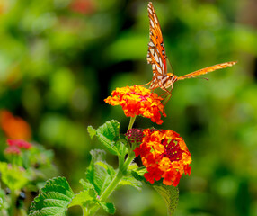 Gulf Fritillary Orange and White Butterfly on Lantana Flower, Eyes Looking at You, Underbelly, California