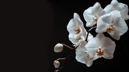 Fototapeta na wymiar Orchid on white black background
