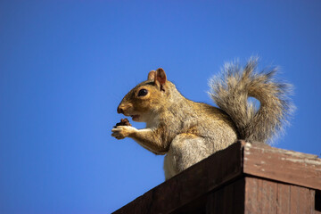 Squirrel Caught in the Act, About to Eat, Guilty, Looking at You, Detailed Closeup Against Blue Sky, Sitting on a Fence Corner, Fluffy Tail