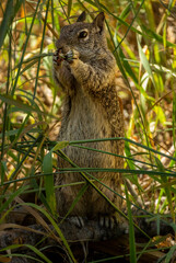 Squirrel Standing Eating in Wild Grasses in Yosemite National Park, California, Late Afternoon Sun