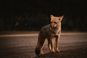 Wild Fox in the Patagonia, Argentina.