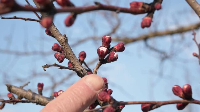 The man points his index finger at the buds of the peach tree. 