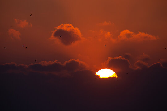Seagulls silhouette flying during a beautiful sunset, Apulia, Braga, Portugal.