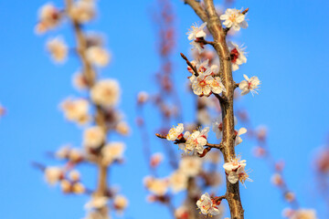 Flowers and flowering trees in early spring. Spring background with copy space