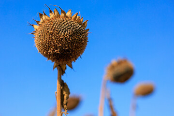 Field with sunflowers for oil production. Background with selective focus and copy space