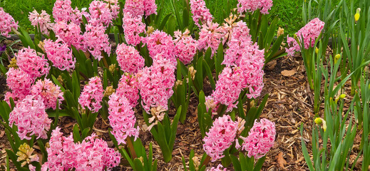 multicolored close up hyacinthus orientalis flower natural spring background