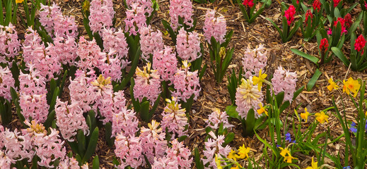 multicolored close up hyacinthus orientalis flower natural spring background