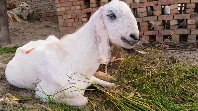 Goats in village stock video,
Domestic Goat, Goat, Eating, Grass, Agriculture