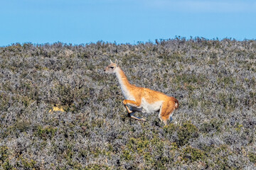 Guanaco grazing along a roadway in Patagonia - 771829218
