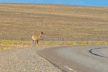 Guanaco grazing along a roadway in Patagonia - 771829611