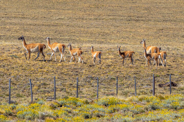Guanaco grazing along a roadway in Patagonia - 771829633