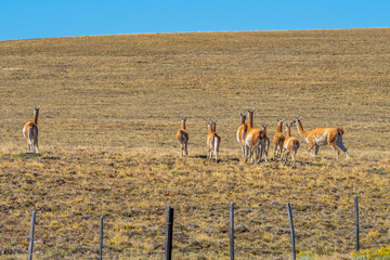 Guanaco grazing along a roadway in Patagonia - 771829812