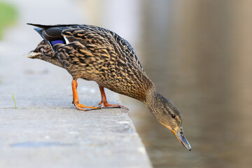 female mallard at the city duck pond