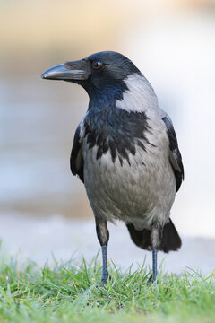 hooded crow on green lawn