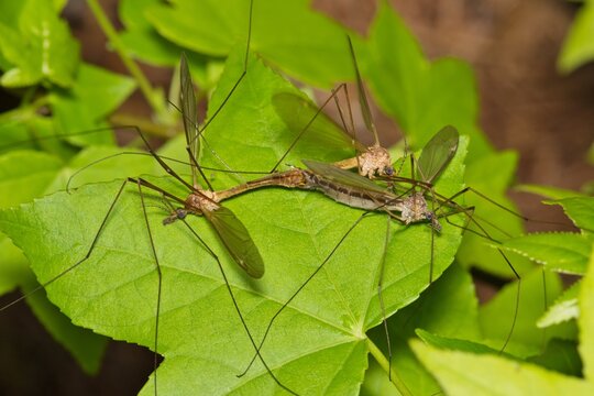 Crane flies mating (Tipuloidea), two males fighting over female, insect nature Springtime pest control breeding. Daddy longlegs, mosquito hawks.