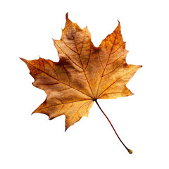 Autumn maple leaf isolated on transparent background.