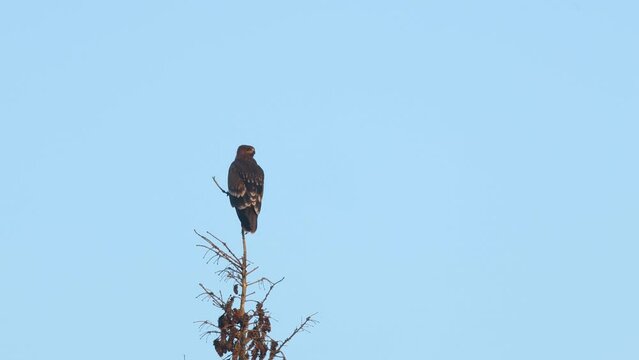 A juvenile Lesser spotted eagle perched on top of a tree on a late summer evening in Estonia, Northern Europe	