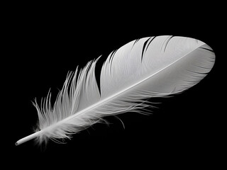 Contrast captured: black feather on a white background.