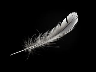 Black feather contrasted against a white background.