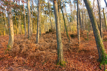 Embracing Autumn Serenity in the Woodland: Peaceful Moments