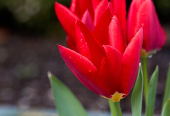 Naklejka premium Raindrops and Red Tulips