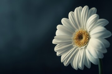white and yellow daisy isolated on black background - Powered by Adobe