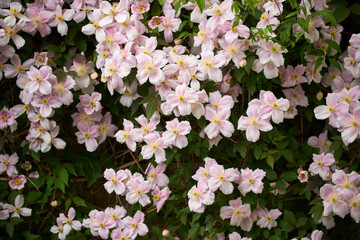 blooming clematis climbing plant