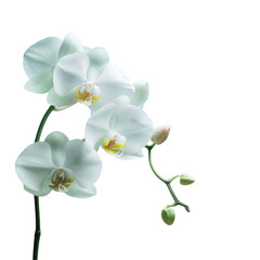 A stunning closeup of a white orchid blossom against a dramatic transparent background