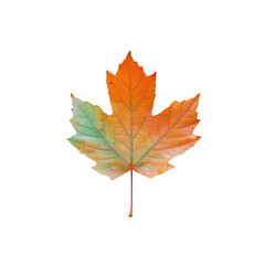 Fototapeta premium a colorful maple leaf on a transparent background