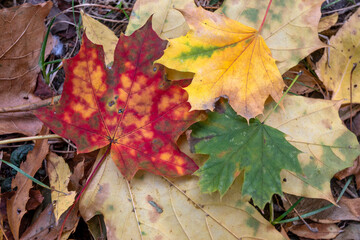 Autumn view of South Park in city of Sofia, Bulgaria