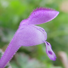 早春にホトケノザが紫色の花を咲かせています - obrazy, fototapety, plakaty