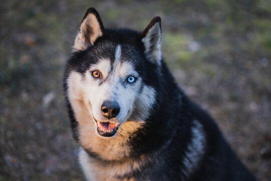 The muzzle of a husky dog ​​with multi-colored eyes in the forest, close-up photo.