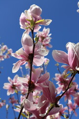 Spring magnolia on blue sky
