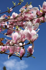 Spring magnolia on blue sky