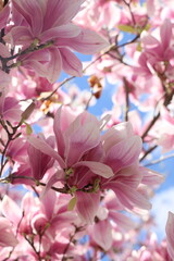 Spring magnolia on blue sky