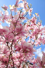 Spring magnolia on blue sky